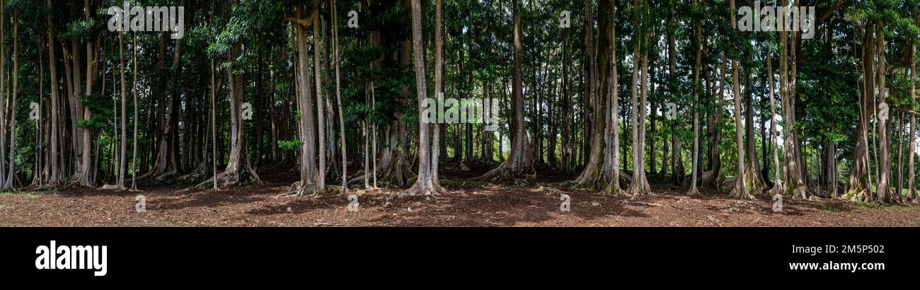 MORTON BAY FEIGEN HANUMAN KLOSTER KAPAA KAUAI HAWAII USA Stockfoto