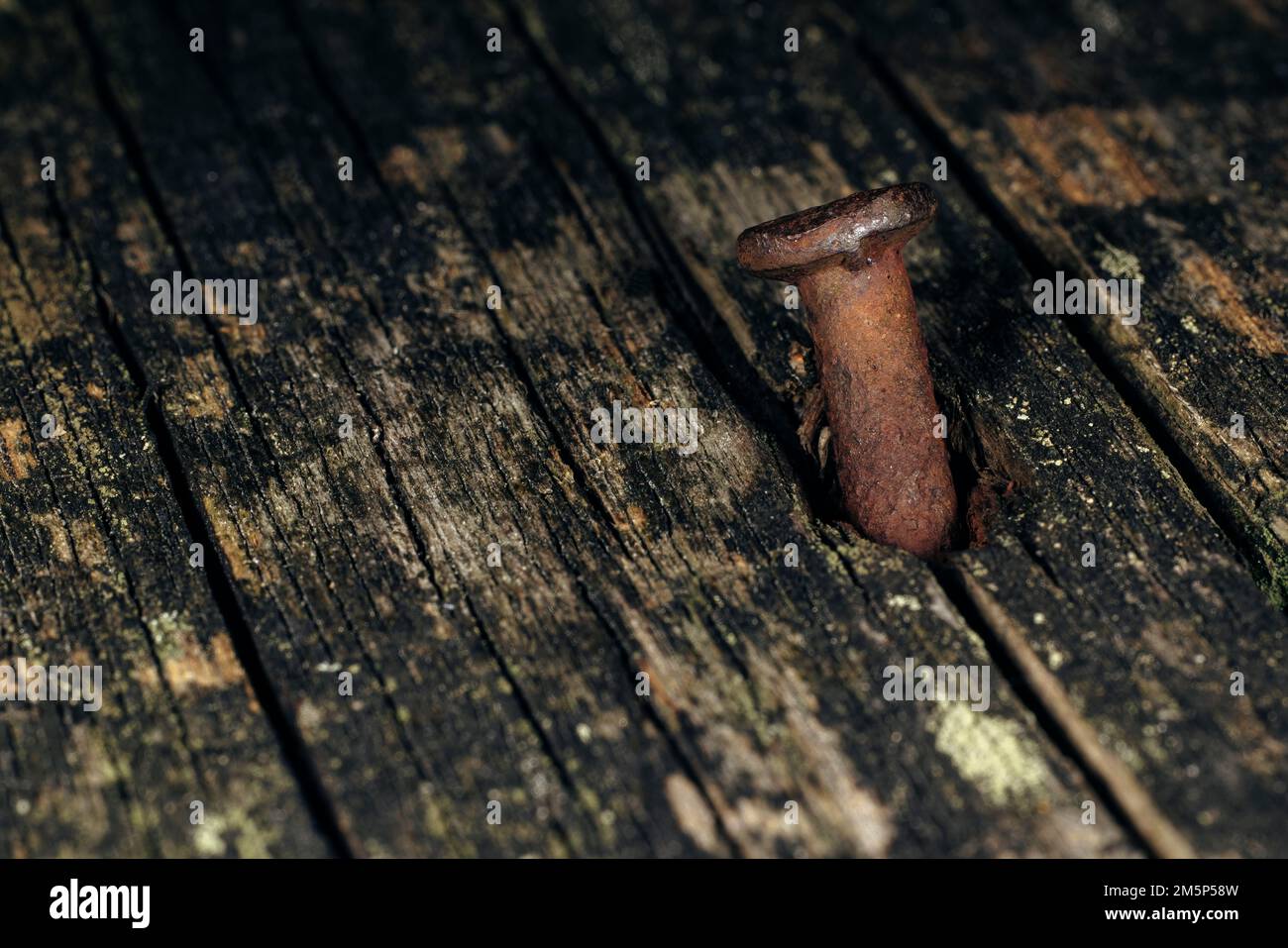 Makrofoto eines alten rostigen Krümmernagels, der in altes Holz getrieben wurde. Grau-brauner Hintergrund. Stockfoto
