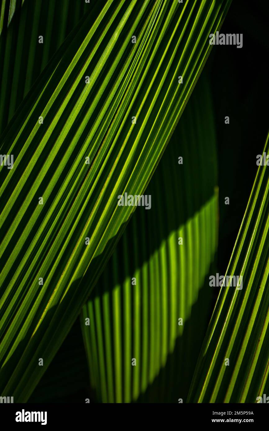 ALLERTON & MCBRYDE GARDENS NATIONALER TROPISCHER BOTANISCHER GARTEN KOLOA KAUAI HAWAII USA Stockfoto