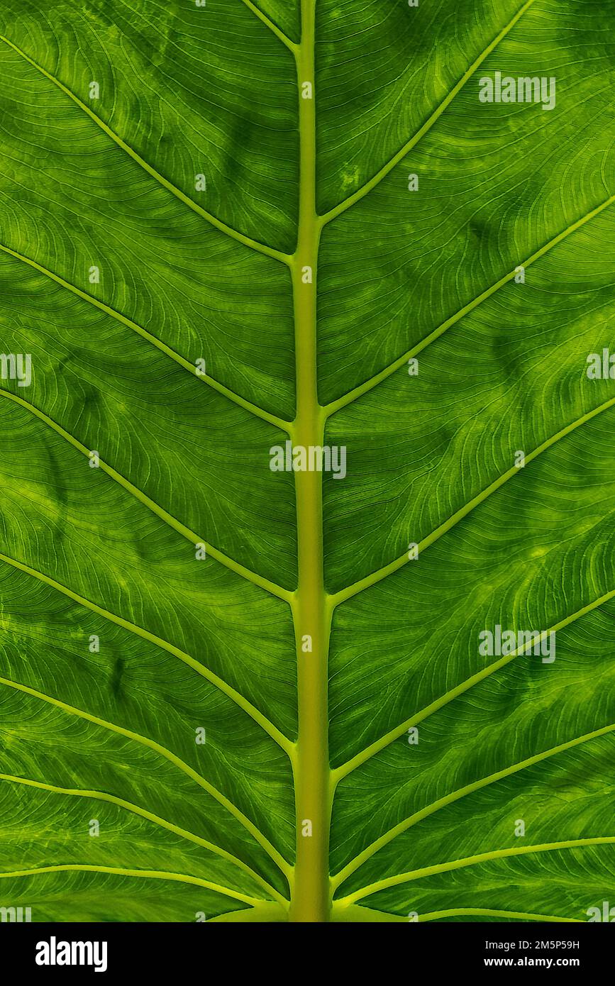 TARO ALLERTON & MCBRYDE GARDENS NATIONALER TROPISCHER BOTANISCHER GARTEN KOLOA KAUAI HAWAII USA Stockfoto