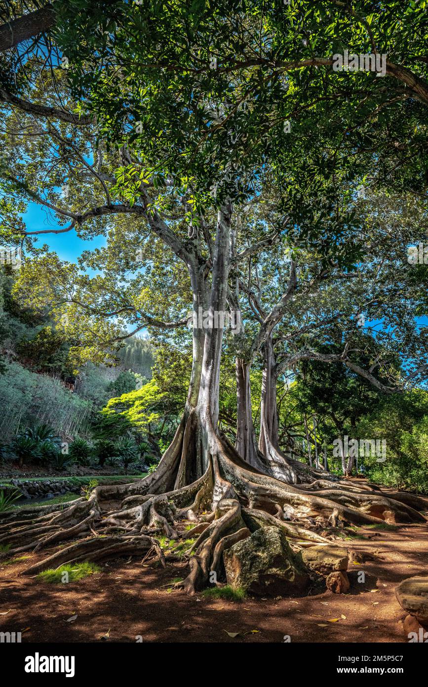 MORTON BAY FIG ALLERTON & MCBRYDE GARDENS NATIONALER TROPISCHER BOTANISCHER GARTEN KOLOA KAUAI HAWAII USA Stockfoto