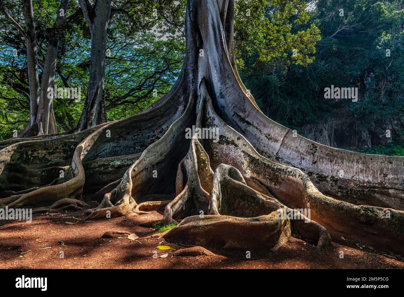 MORTON BAY FIG ALLERTON & MCBRYDE GARDENS NATIONALER TROPISCHER BOTANISCHER GARTEN KOLOA KAUAI HAWAII USA Stockfoto