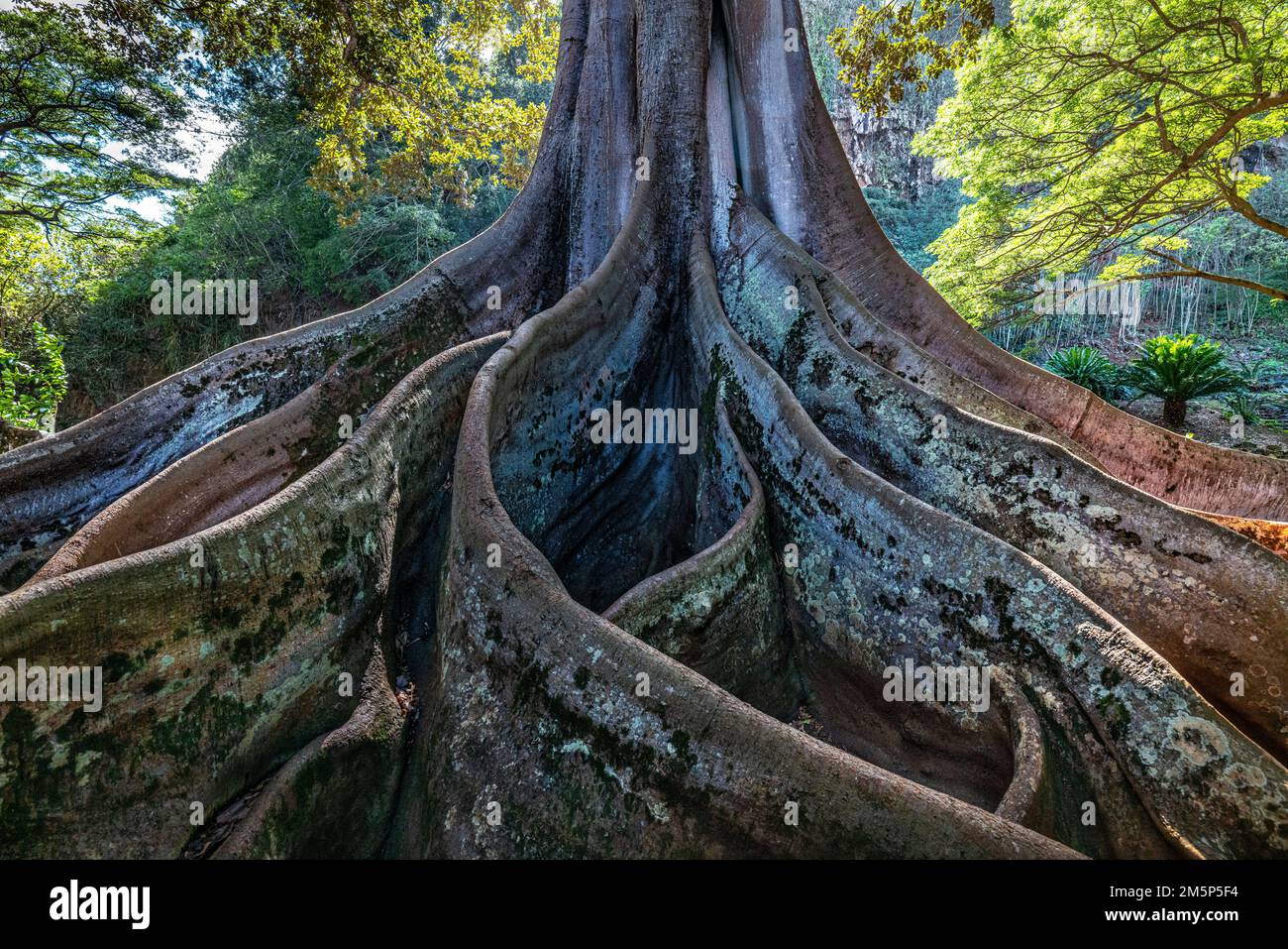 MORTON BAY FIG ALLERTON & MCBRYDE GARDENS NATIONALER TROPISCHER BOTANISCHER GARTEN KOLOA KAUAI HAWAII USA Stockfoto
