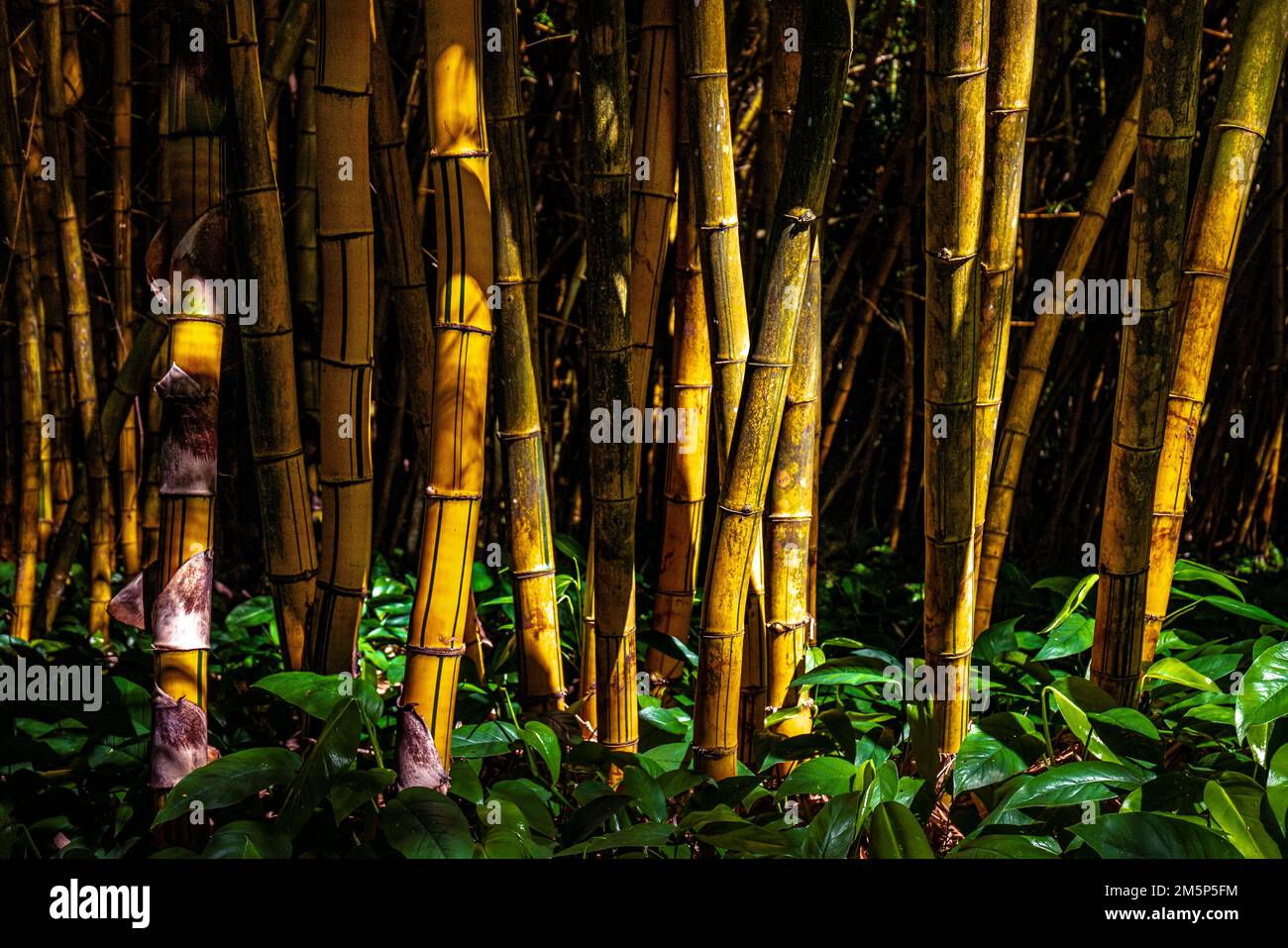 ALLERTON & MCBRYDE GARDENS NATIONALER TROPISCHER BOTANISCHER GARTEN KOLOA KAUAI HAWAII USA Stockfoto