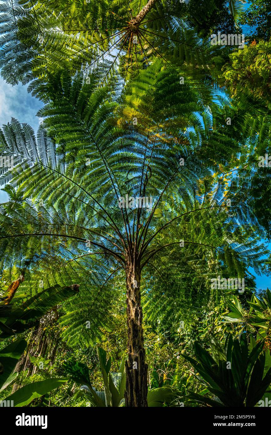 HAWAII TROPICAL BIORESERVE & GARDEN HILO HAWAII HAWAII USA Stockfoto