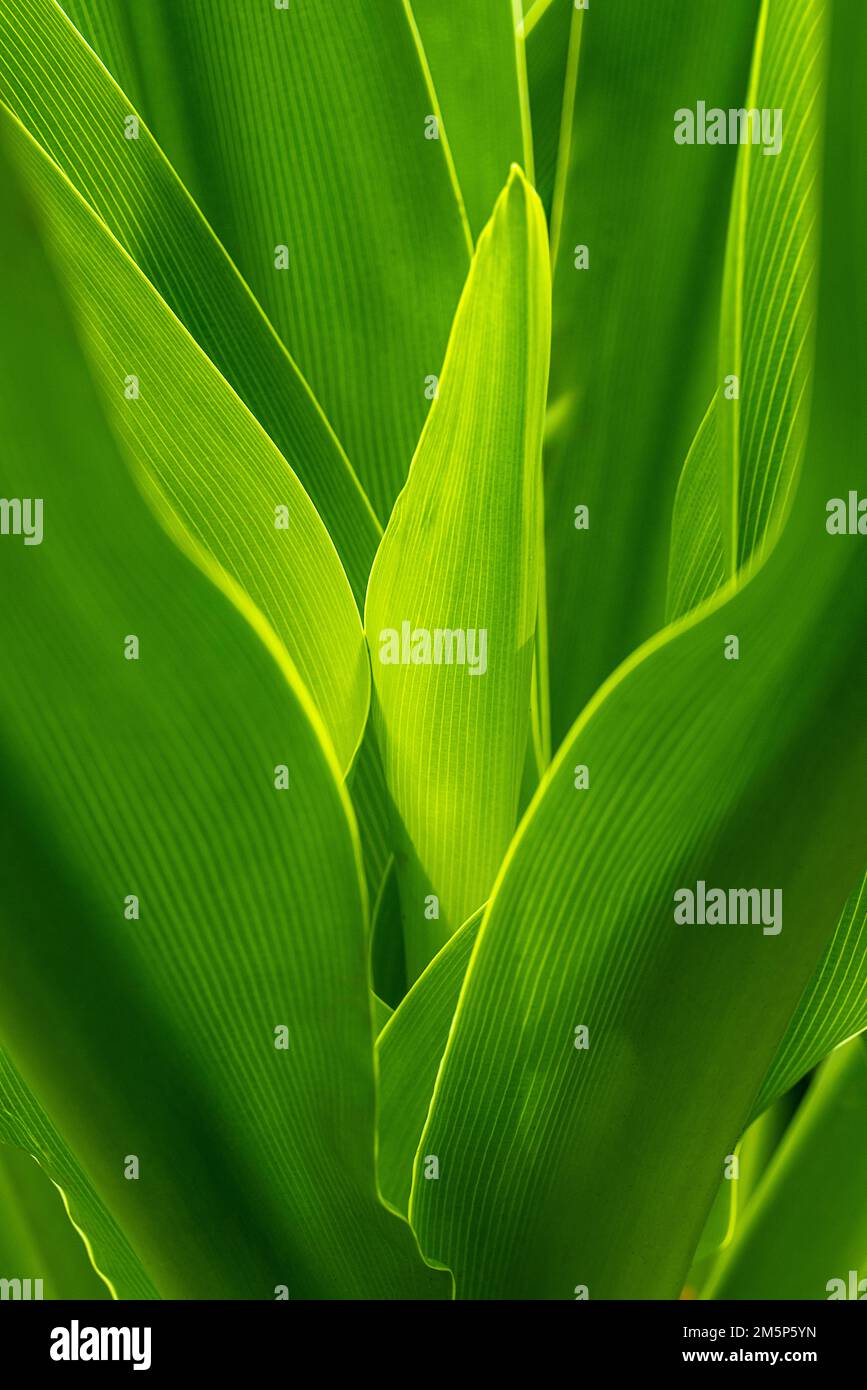 HAWAII TROPICAL BIORESERVE & GARDEN HILO HAWAII HAWAII USA Stockfoto