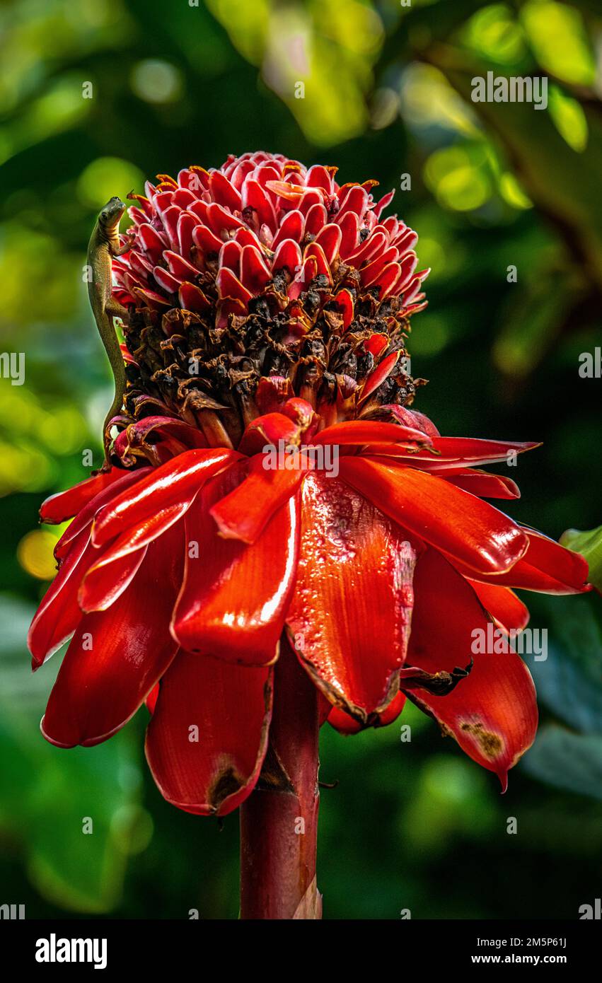 HAWAII TROPICAL BIORESERVE & GARDEN HILO HAWAII HAWAII USA Stockfoto