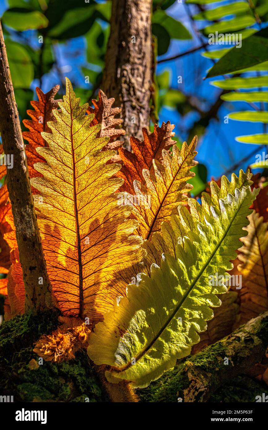 HAWAII TROPICAL BIORESERVE & GARDEN HILO HAWAII HAWAII USA Stockfoto