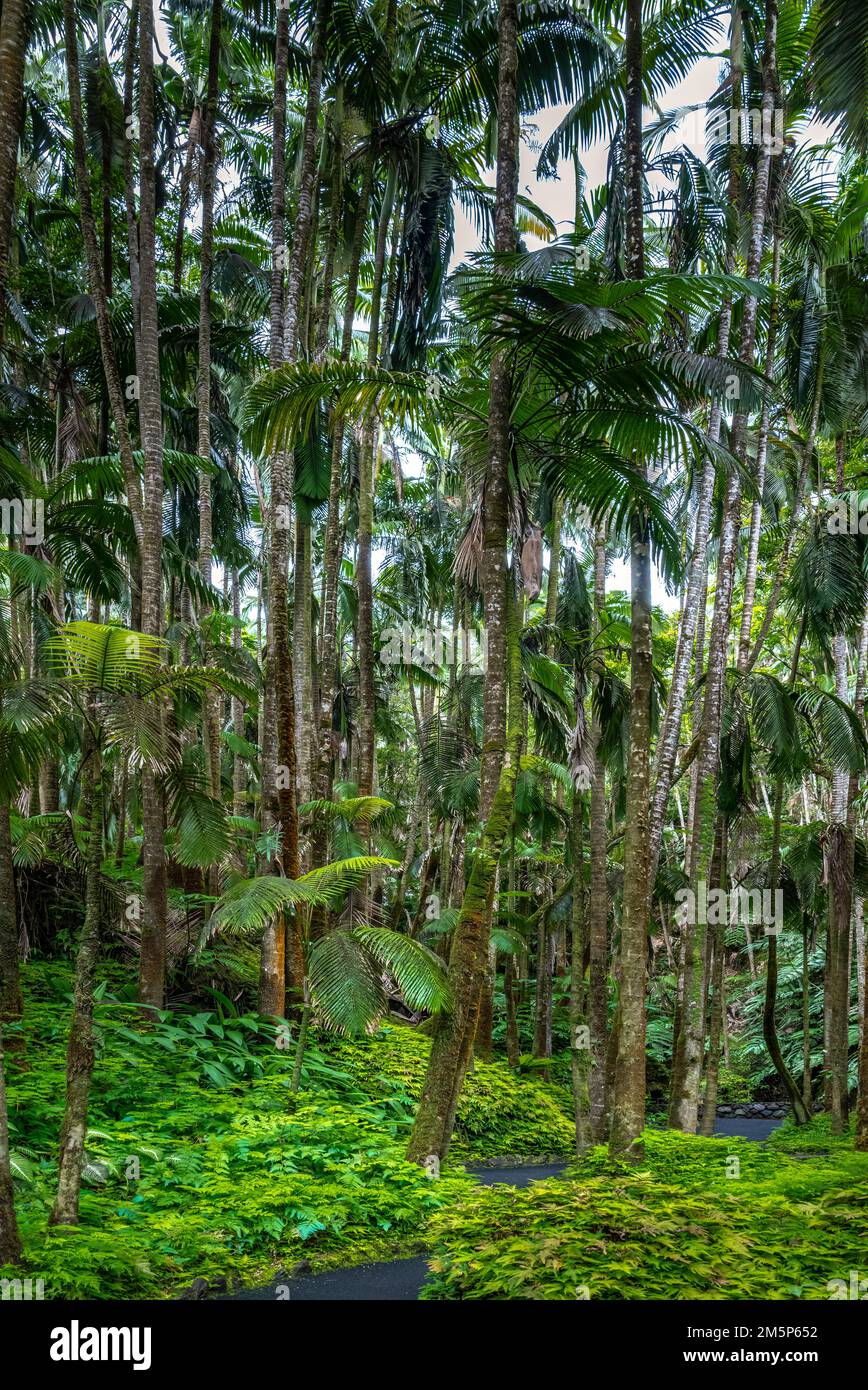 HAWAII TROPICAL BIORESERVE & GARDEN HILO HAWAII HAWAII USA Stockfoto