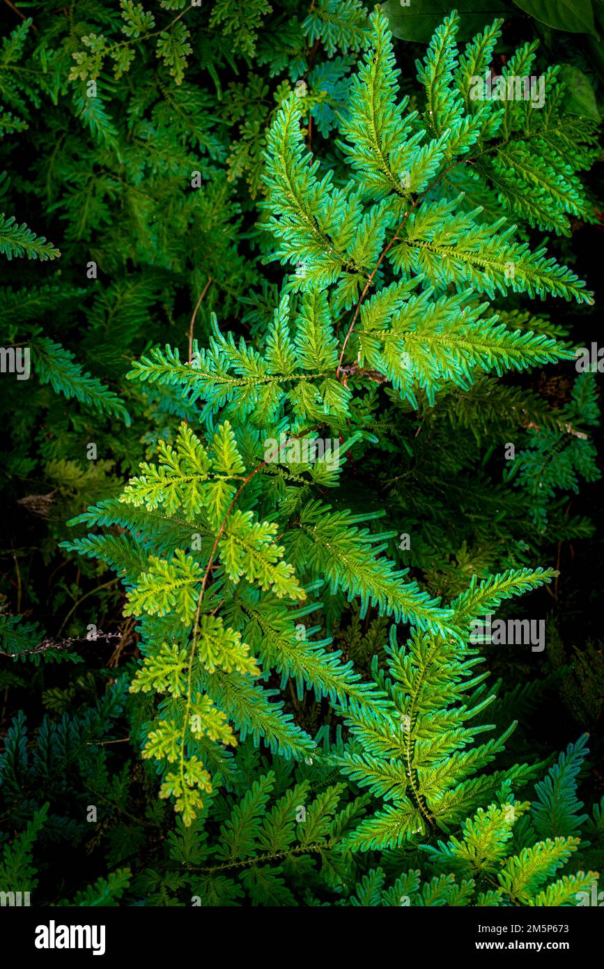 HAWAII TROPICAL BIORESERVE & GARDEN HILO HAWAII HAWAII USA Stockfoto