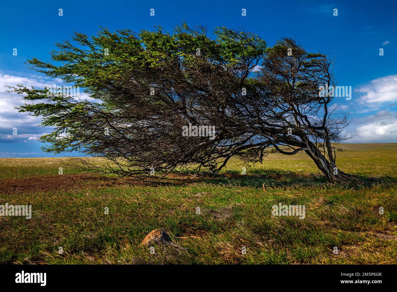 SOUTHPOINT HAWAII, HAWAII, USA Stockfoto