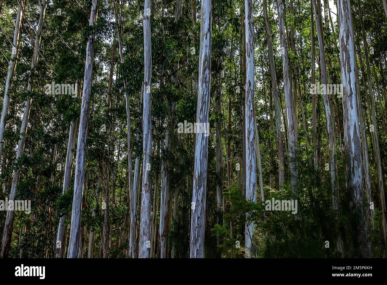 FOREST HONOKAA HAWAII, HAWAII, USA Stockfoto