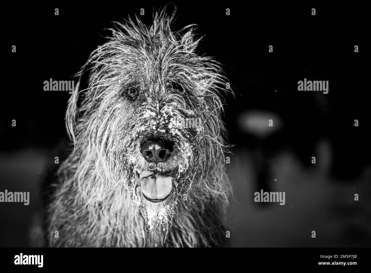 Ein Graustufenbild von irischem Wolfshund, bedeckt mit Schnee. Stockfoto