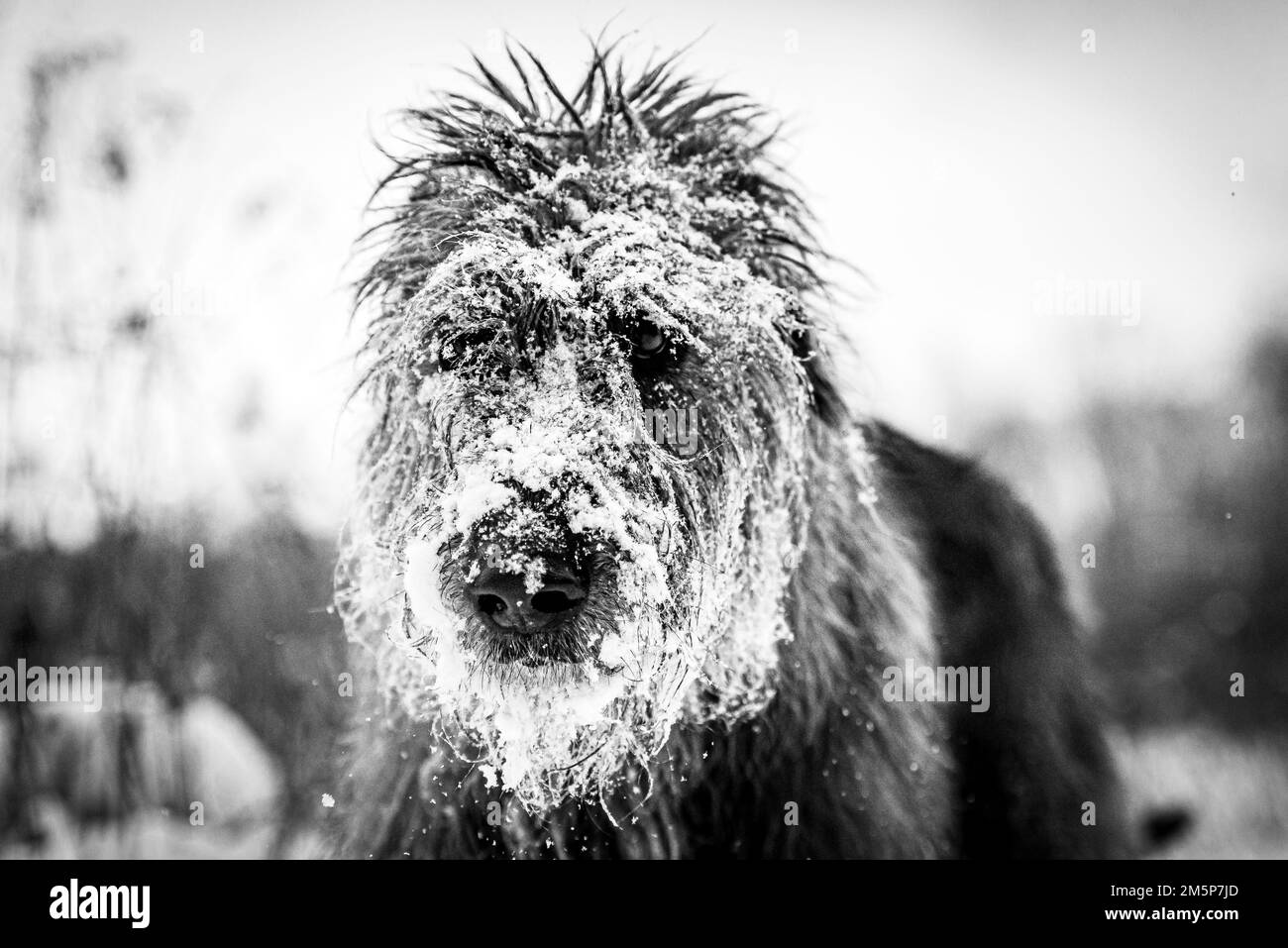 Ein Graustufenbild von irischem Wolfshund, bedeckt mit Schnee. Stockfoto