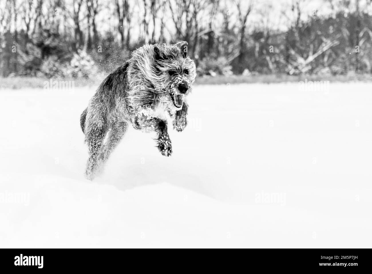 Ein Graustufenbild von irischem Wolfshund, der im Schnee spielt. Stockfoto