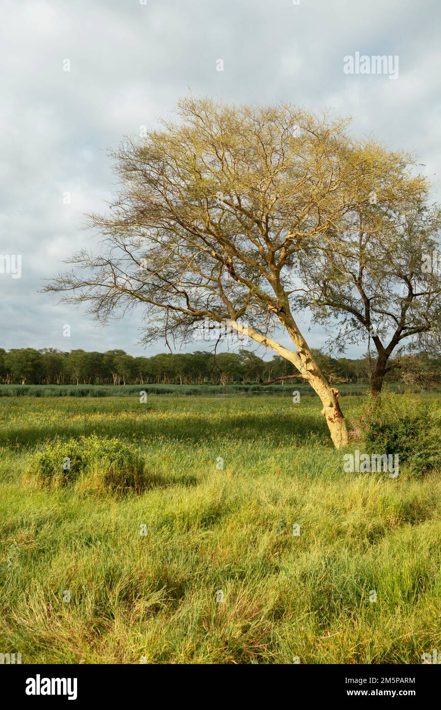 Fieberbäume, Makuleke Contractual Park, Kruger National Park, Südafrika Stockfoto