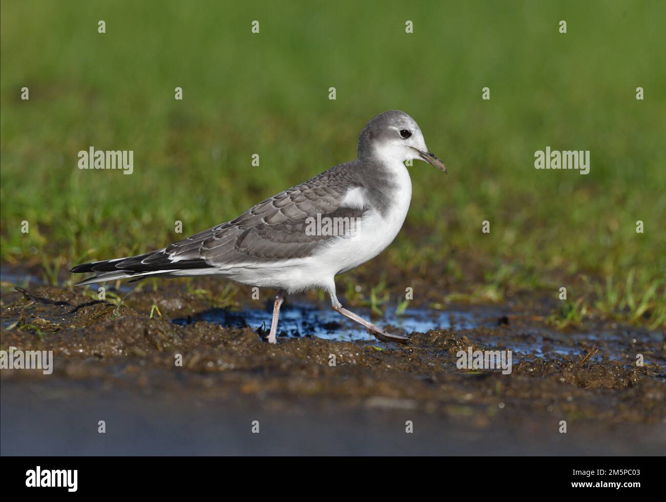 Sabines Möwe - Xema-Sabini Stockfoto
