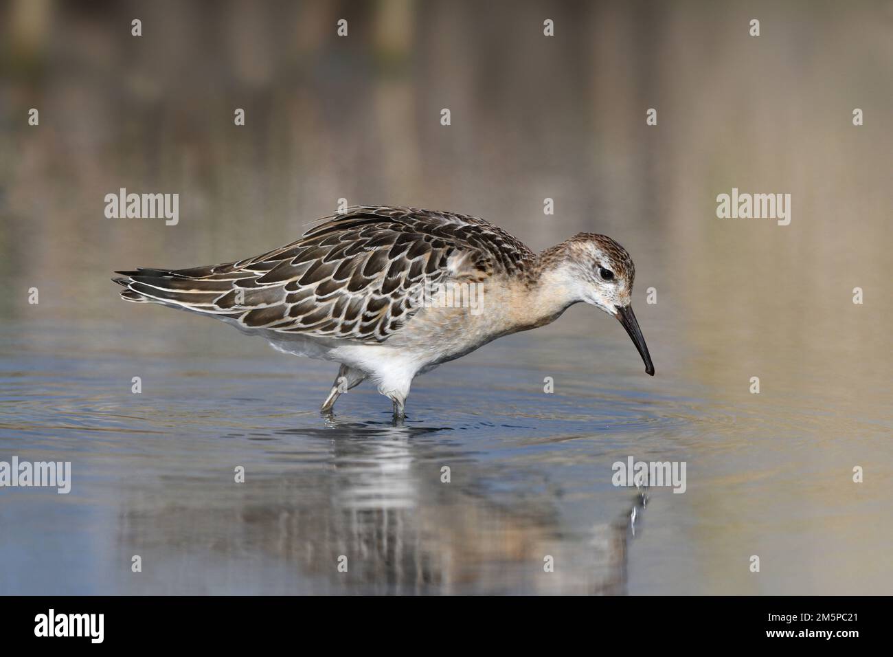 Ruff - Philomachus pugnax Stockfoto