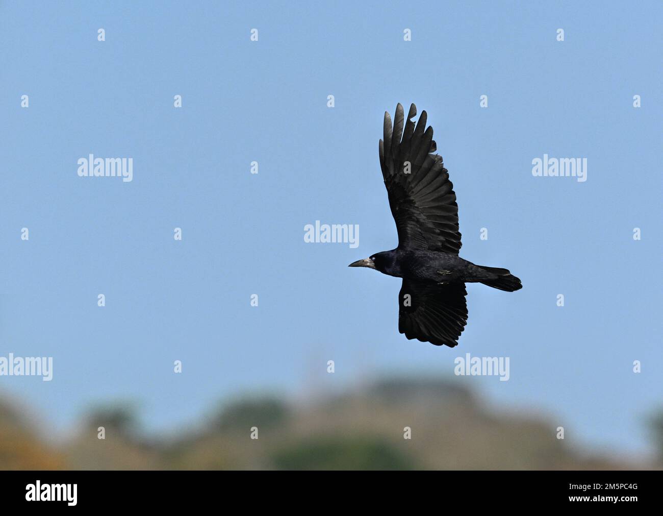 Turm - Corvus frugilegus Stockfoto