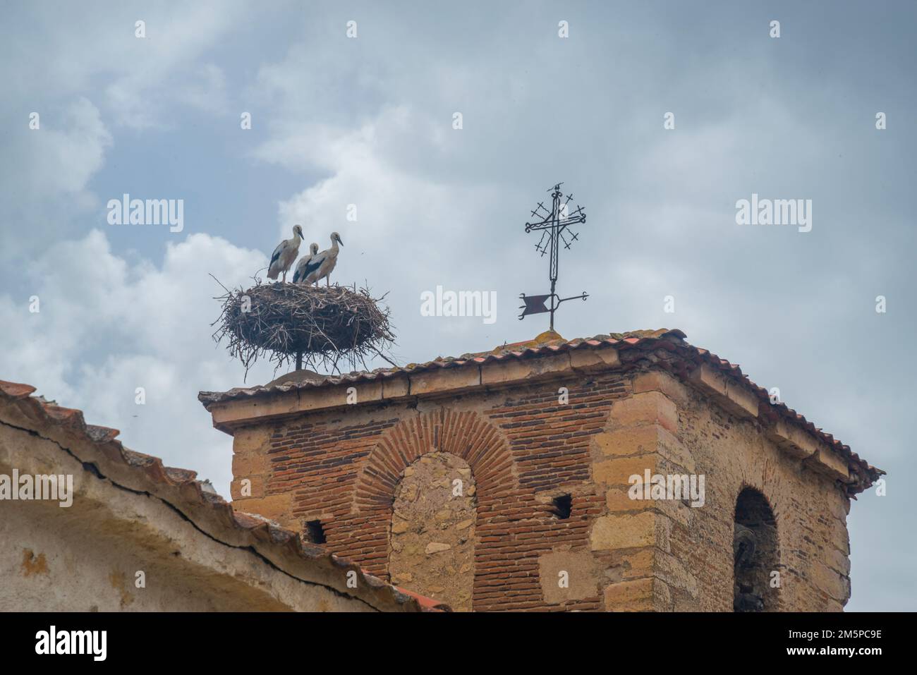 Störche in ihrem Nest. Stockfoto