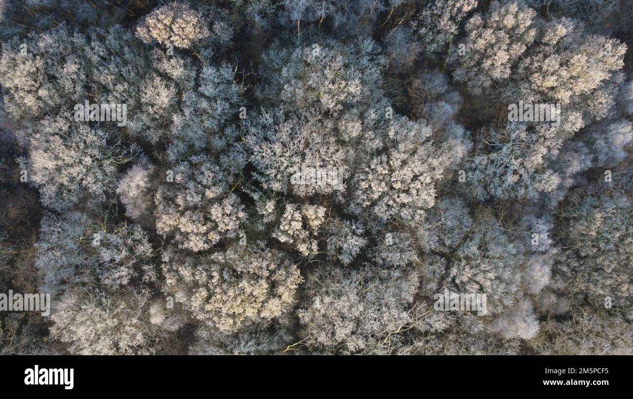 Laubwälder im Winter - Hoar Frost Stockfoto