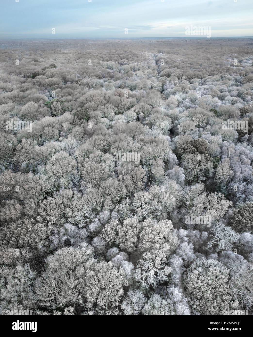 Hoar Frost - Laubwälder Stockfoto