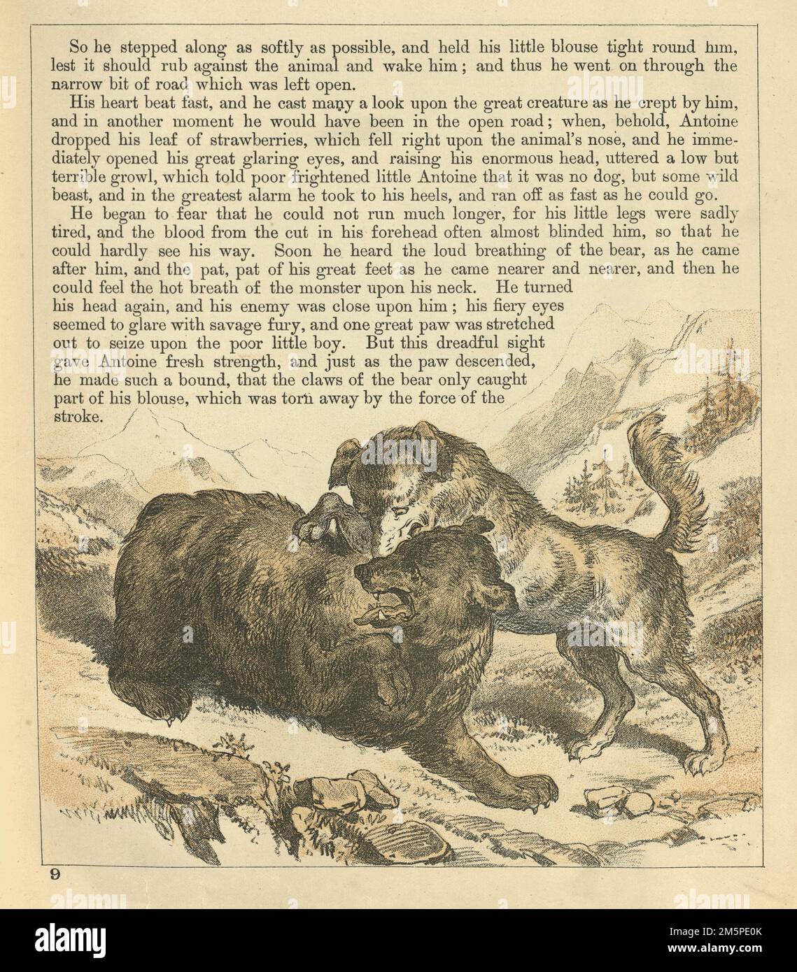 Vintage-Illustration, Little Antoine und der Bär, Schweizer Berghund, Sennenhunds, Angriff auf einen Bären, viktorianischer 1880er, 19. Jahrhundert Stockfoto