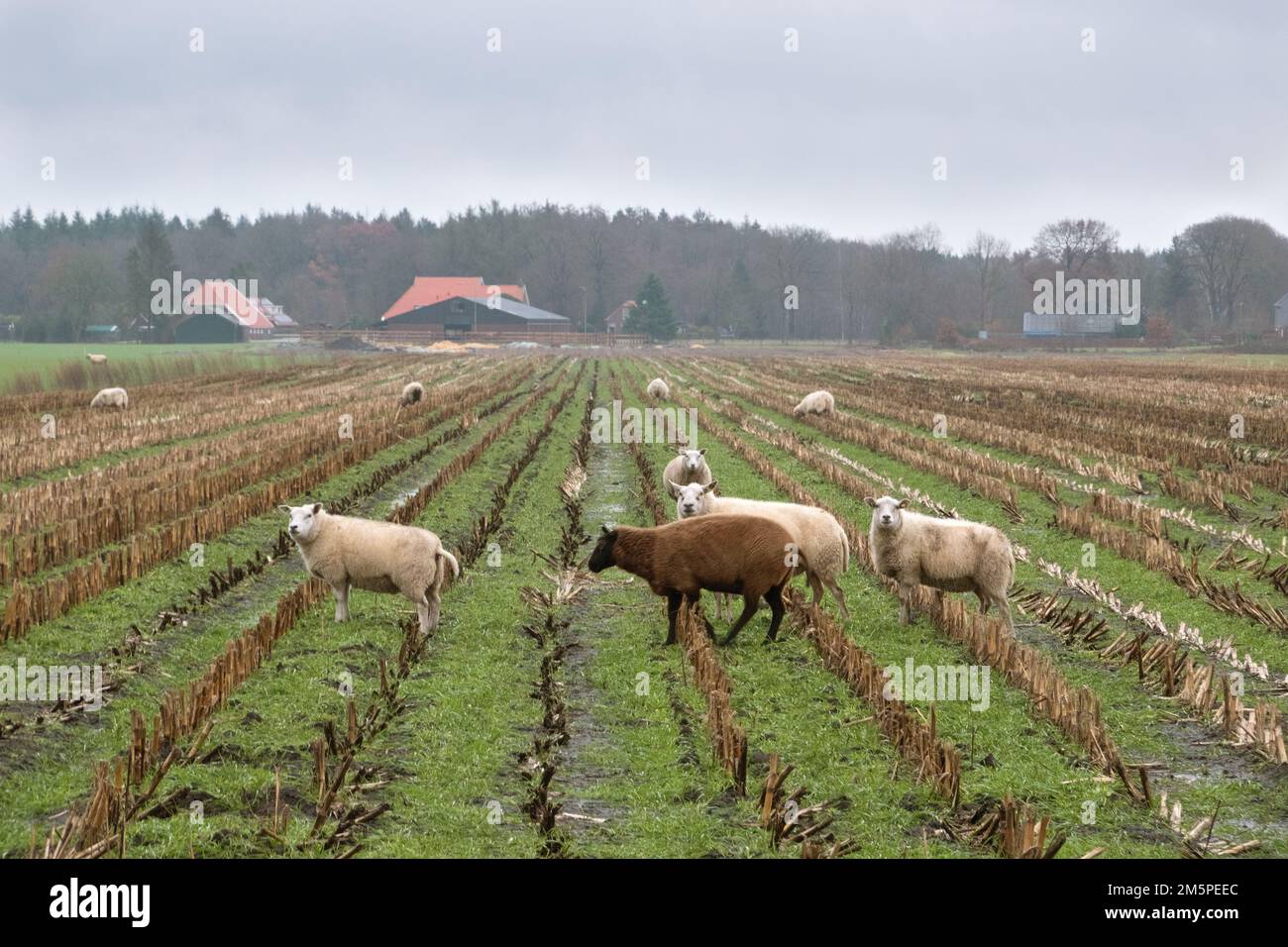 Gemischte Landwirtschaft: Schaffütterung im Winter auf einem Ackerland mit Maisstoppeln Stockfoto
