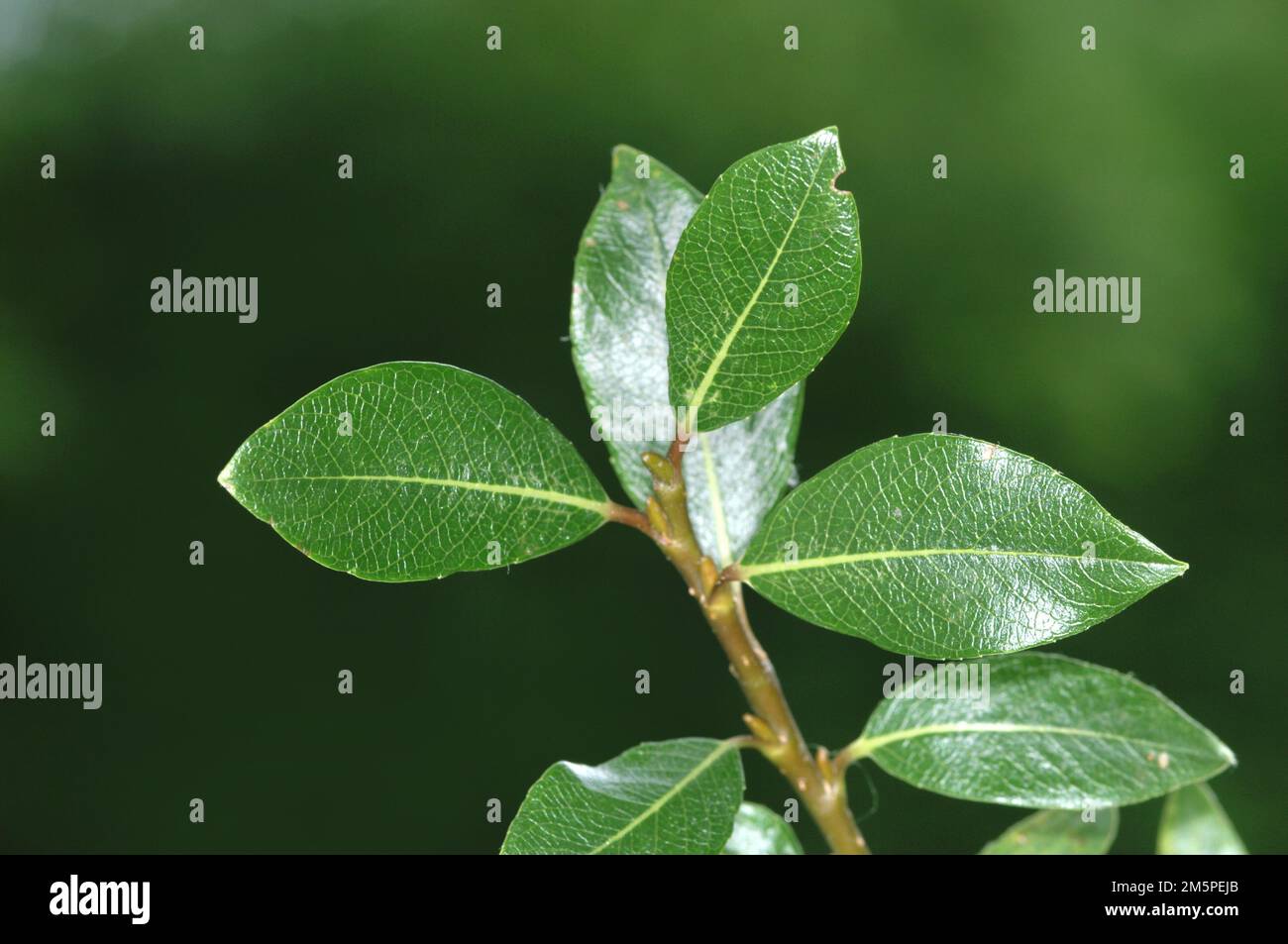 Teeblätter-Willow - Salix phylicifolia Stockfoto