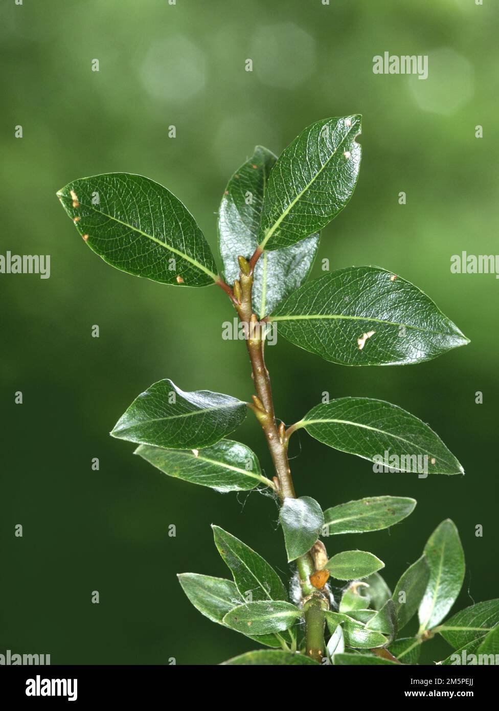Teeblätter-Willow - Salix phylicifolia Stockfoto