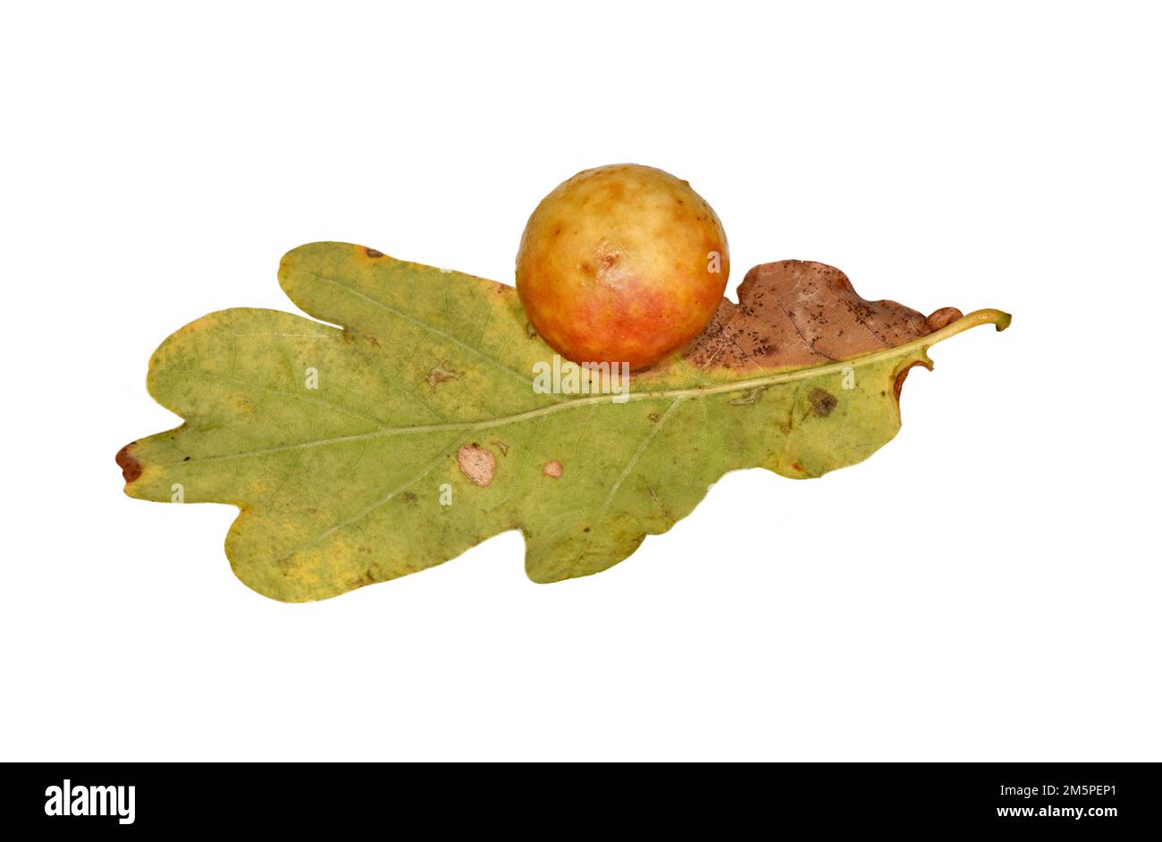 Cherry Gall - Cynips quercifolius Stockfoto