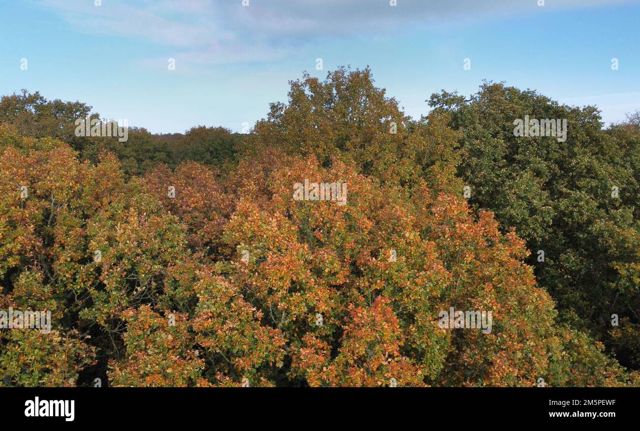 Pedunculate oak - Quercus robur Stockfoto
