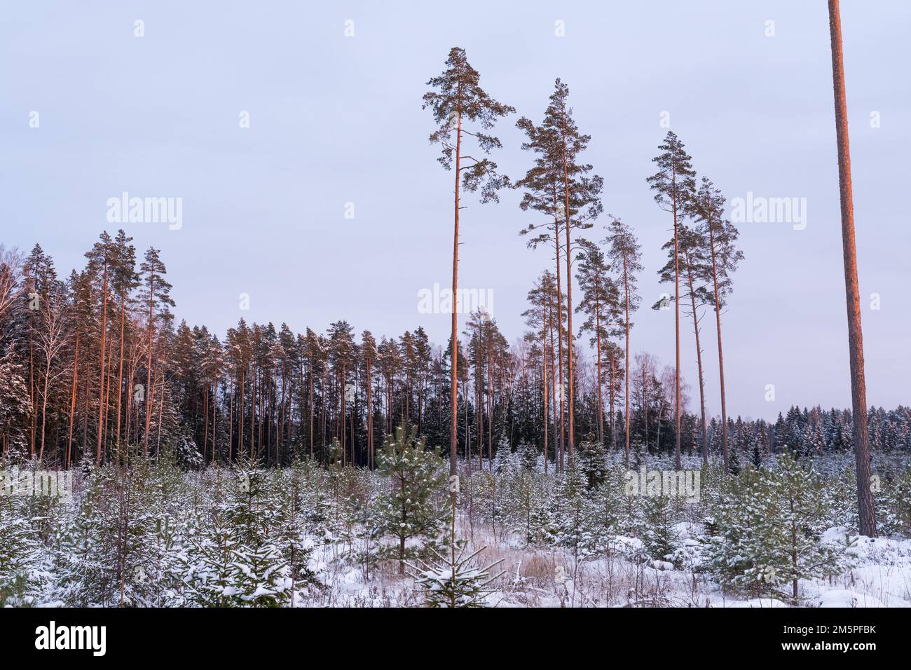 Bewirtschaftete junge Nadelwälder mit schottischen Kiefern und Stintdorsch und einigen Samenbäumen im Hintergrund an einem Winterabend in Estland Stockfoto