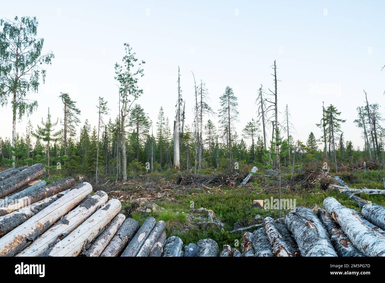 Ein Stapel Holzfäller vor einer Holzfällerstelle in der Nähe von Kuusamo, Nordfinnland Stockfoto