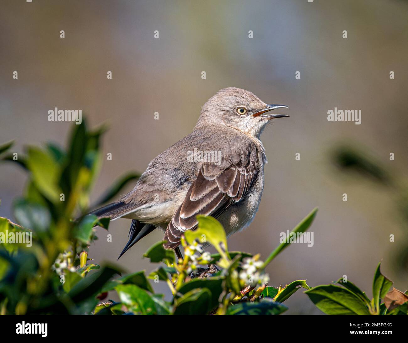 Ein wunderschöner nördlicher Spottvogel, hoch oben in einem Buschland, singt sein Lied, verkündet sein Territorium und sucht einen Partner. Stockfoto