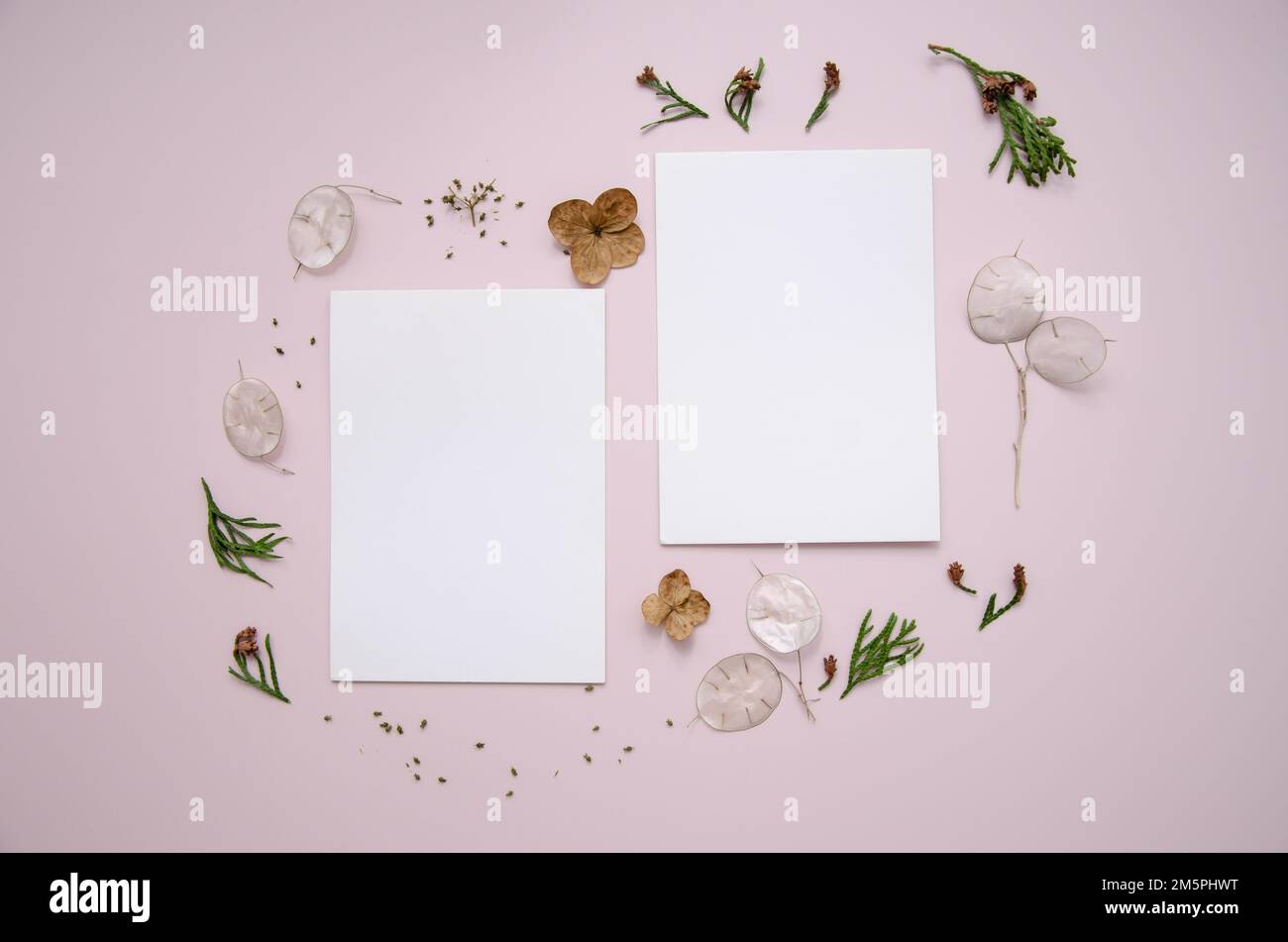 Leere Grußkarten auf rosafarbenem Hintergrund mit getrockneten Lunaria- und Gartenblumen und Samen, Thuja-Knospen und -Zweigen. Weibliche Stillleben-Komposition. F Stockfoto
