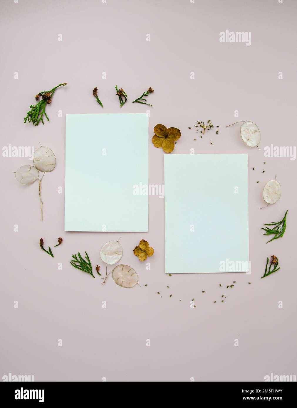 Leere Grußkarten auf rosafarbenem Hintergrund mit getrockneten Lunaria- und Gartenblumen und Samen, Thuja-Knospen und -Zweigen. Weibliche Stillleben-Komposition. F Stockfoto