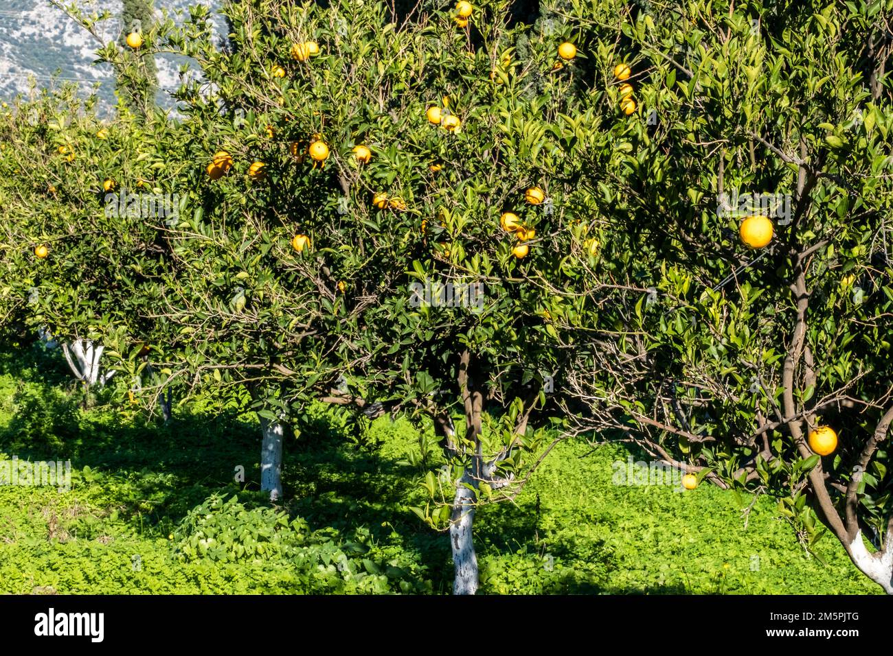 Wunderschöner Mandarinenbaum mit hängenden Zitrusfrüchten an sonnigen Tagen in Orangenplantage. Frischreifung in einem Betrieb. Sonne reflektiert hell auf Grün Stockfoto