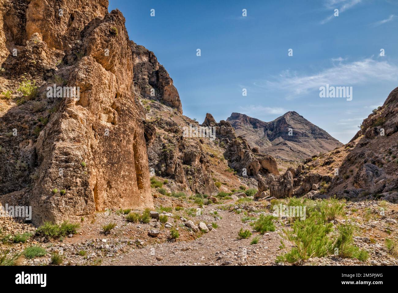 Canyon in Joshua Tree Natural Area, Bulldog Knolls, Beaver Dam Mountains, Mojave Desert, Utah, USA Stockfoto