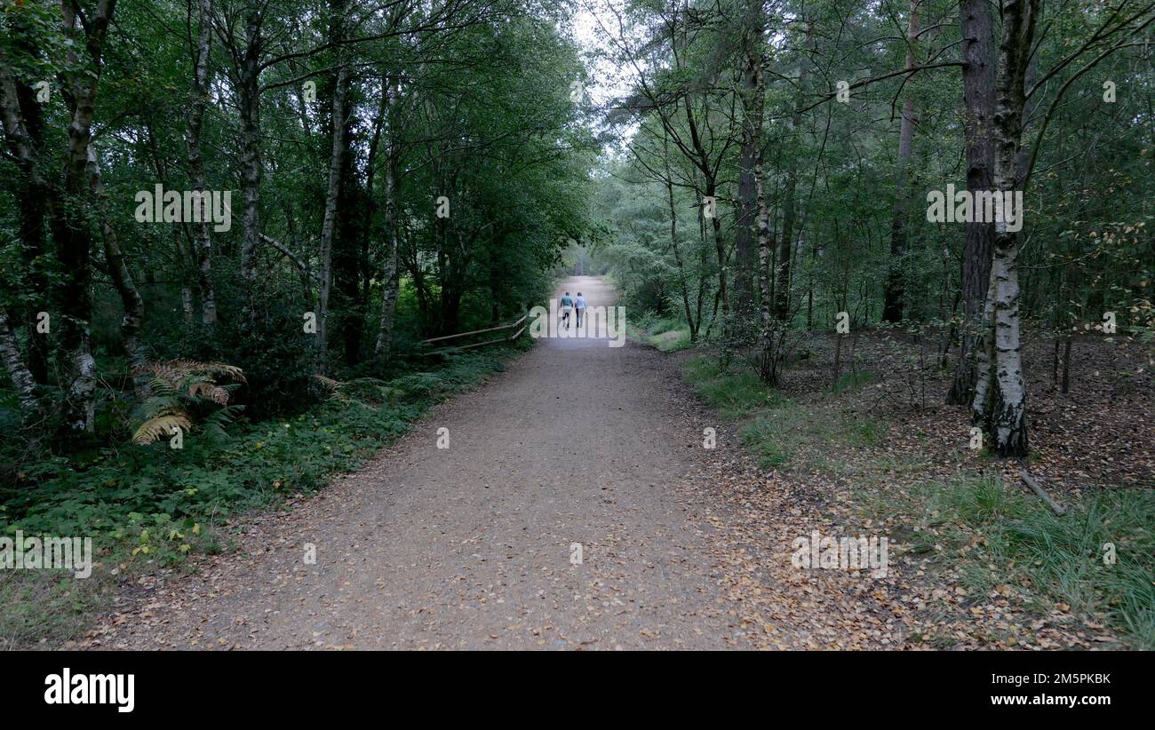 Straße durch den Wald Stockfoto