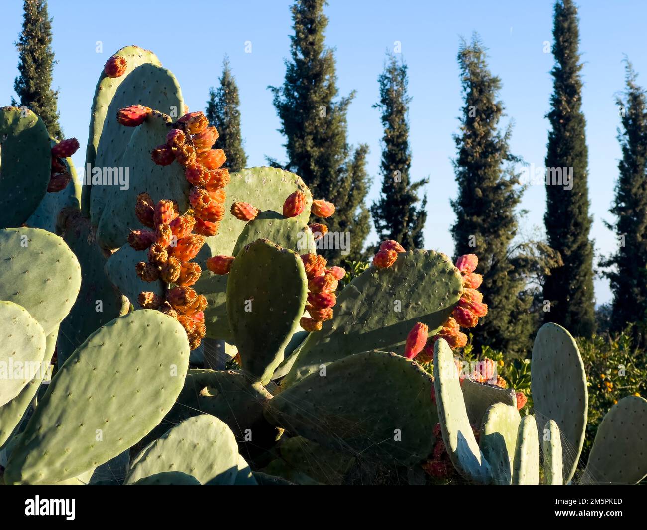 Reife essbare Kaktusfrüchte in der Natur an einem sonnigen Tag. Saftig (Opuntia ficus-barbarica), auch bekannt als Stachelbirnen, Stachelfeige und Kerbel. Stockfoto