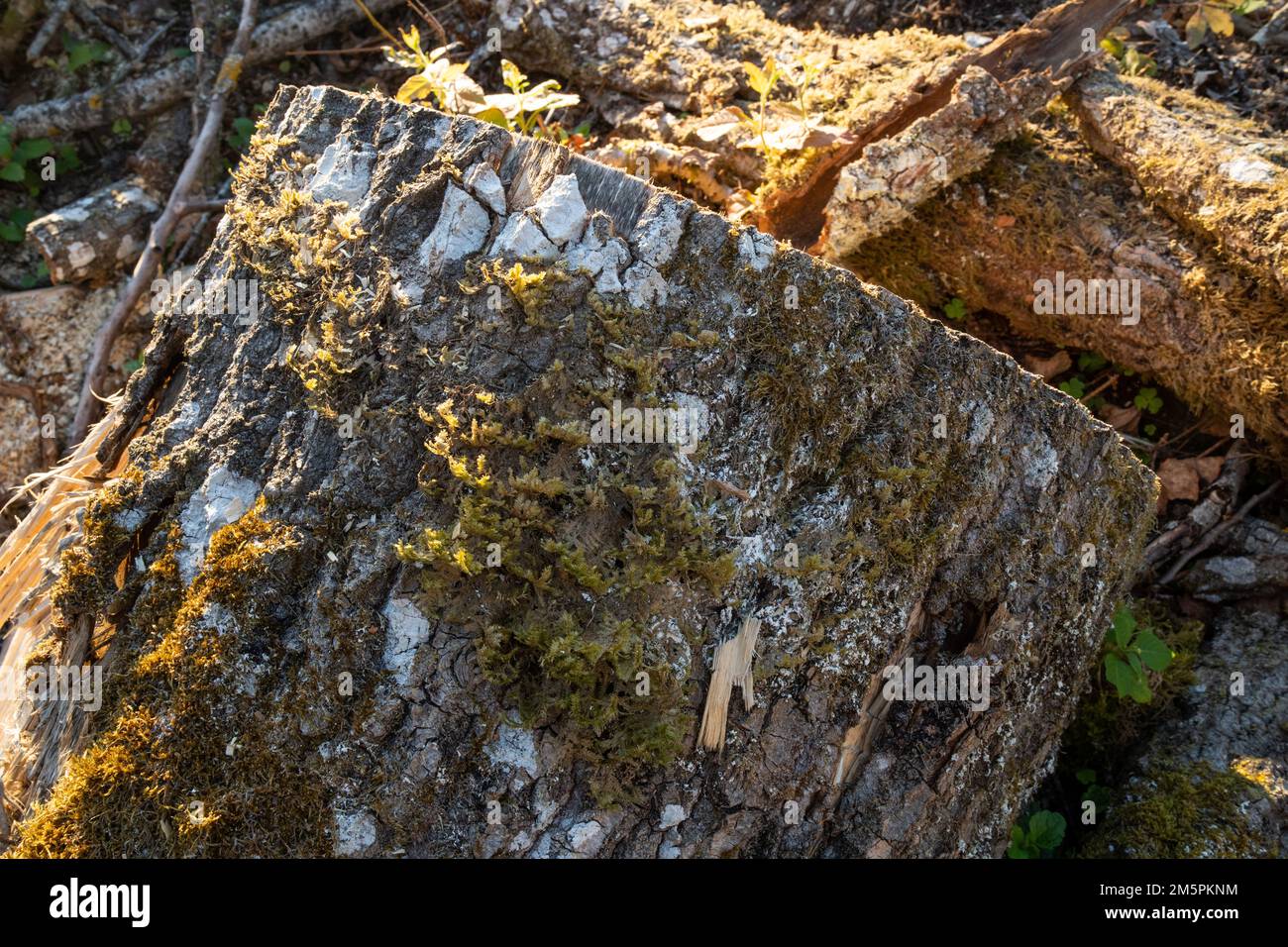 Keystone-Arten schindeln Moos am Rand eines frisch geschnittenen Baumes auf einem Freischneidegebiet in Estland, Nordeuropa Stockfoto