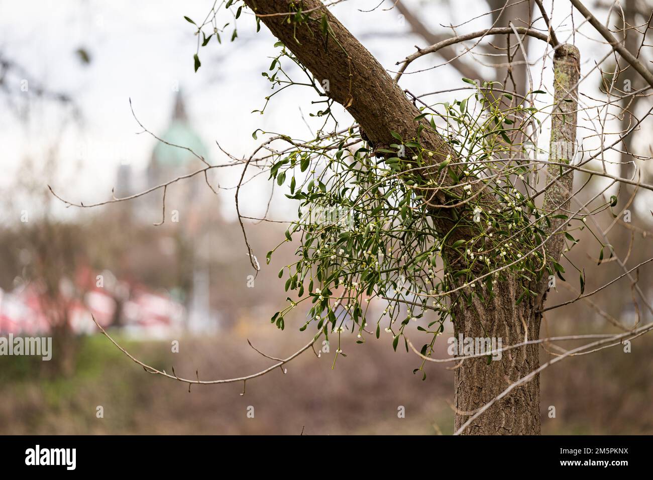 Hannover, Deutschland. 30. Dezember 2022. Mistelzweige hängen in einem Baum am Ufer des Ihme. Im Hintergrund können Sie die Kuppel des Neuen Rathauses von Hannover sehen. Kredit: Michael Matthey/dpa/Alamy Live News Stockfoto