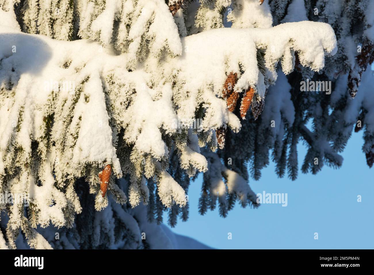 An einem kalten Wintertag in Estland, Nordeuropa, hängen Fichtenkegel auf einem verschneiten und frostigen Ast Stockfoto