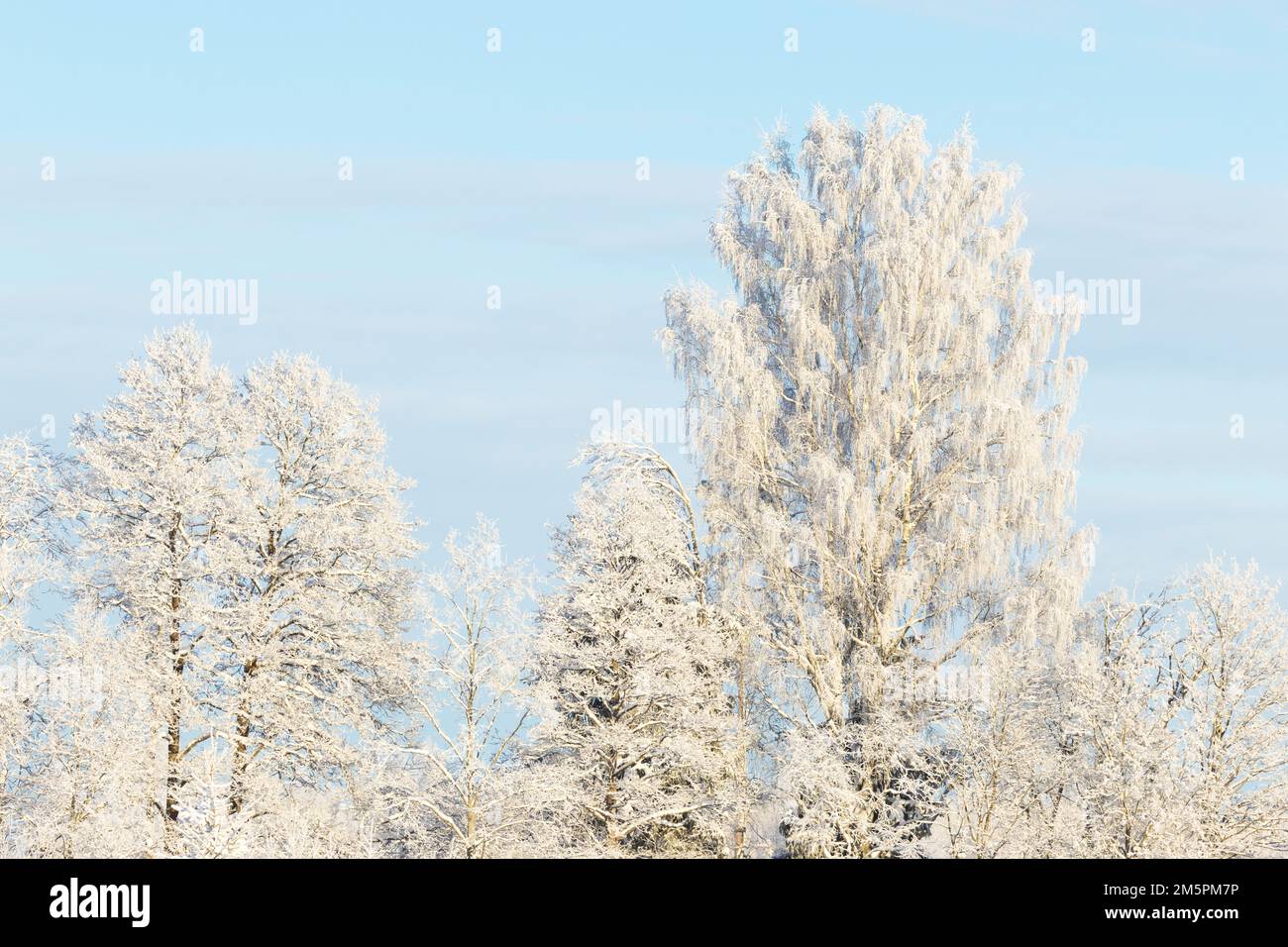 Frostige Bäume an einem sonnigen Wintertag im ländlichen Estland, Nordeuropa Stockfoto