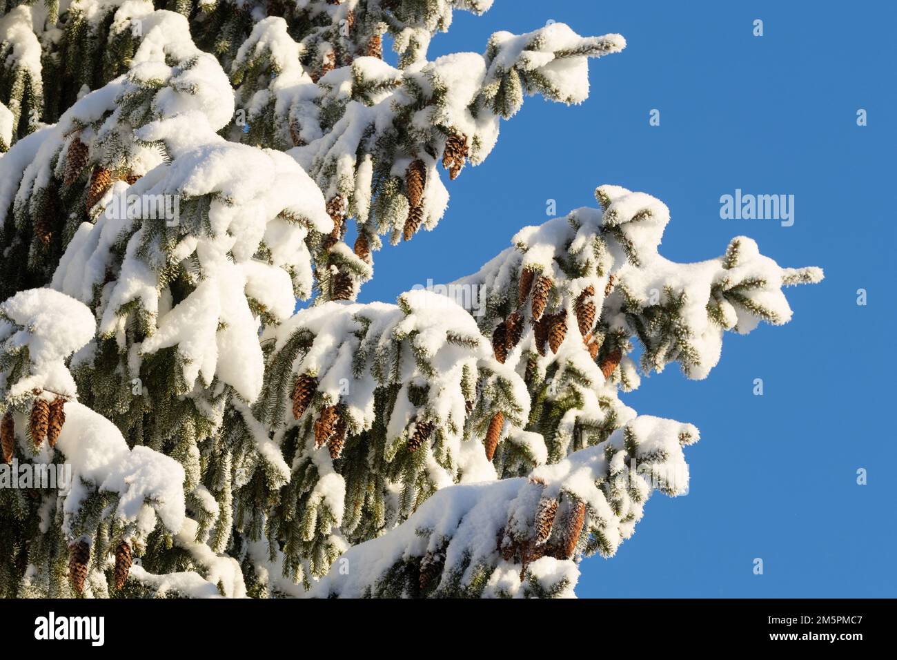 An einem kalten Wintertag in Estland, Nordeuropa, hängen Fichtenkegel auf einem verschneiten und frostigen Ast Stockfoto