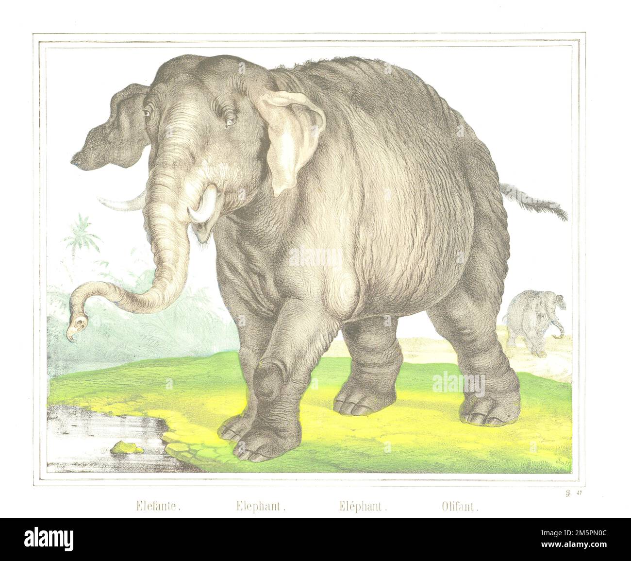 Elefante. - Ein Elefant. - Eléphant. / Olifant, J. Scotti, 1829 - 1880 Stockfoto
