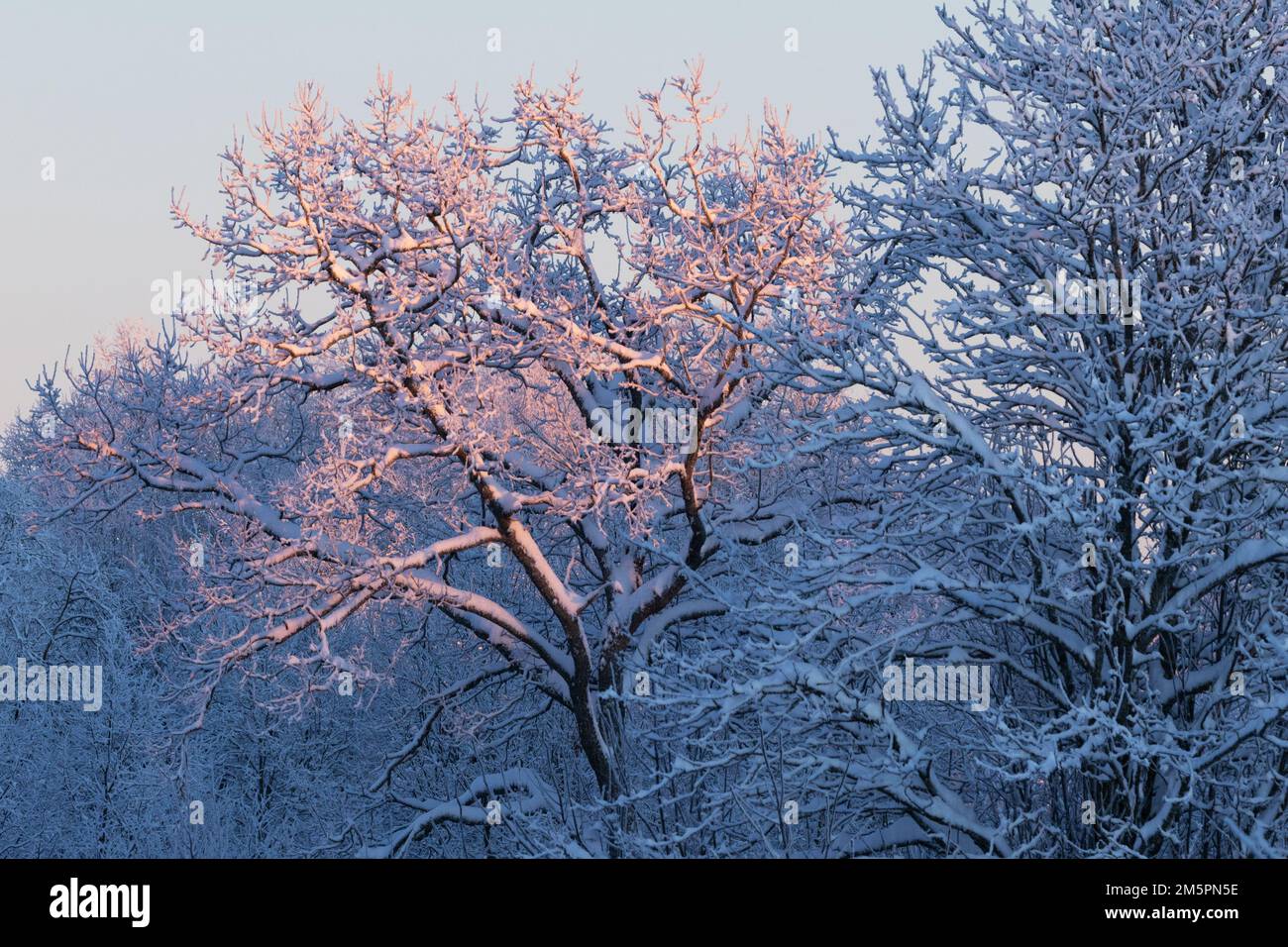 An einem Winterabend im Dezember in Estland, Nordeuropa, erstrahlt ein verschneiter Baum von einem farbenfrohen Sonnenlicht Stockfoto