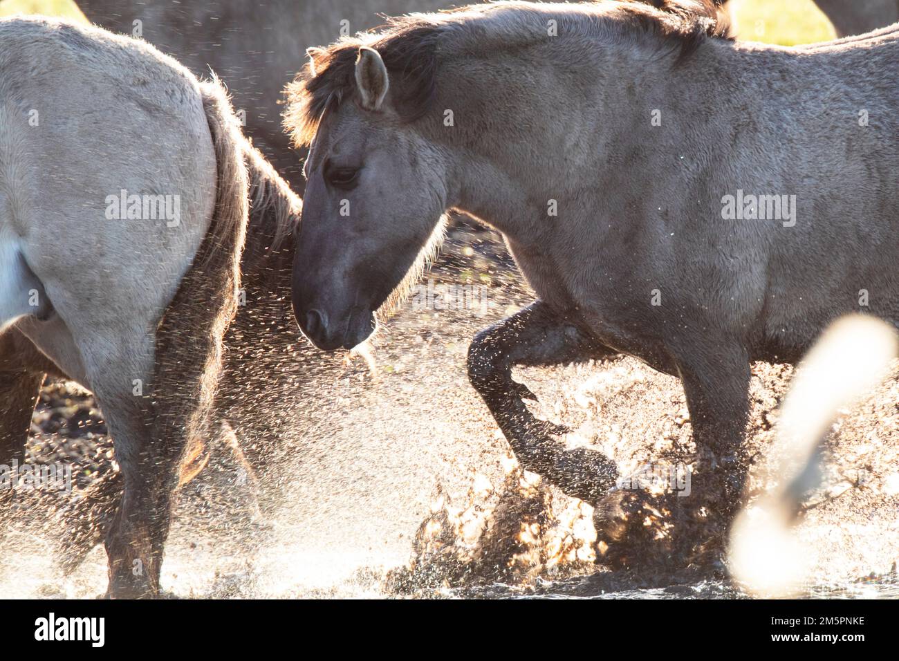 Konik Ponys bei Wicken Fen, Cambridgeshire, im Dezember 2022 Stockfoto