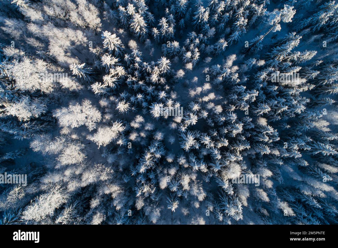 Ein Luftzug aus einem frostigen und verschneiten Borealwald an einem sonnigen Wintertag in Estland, Nordeuropa Stockfoto